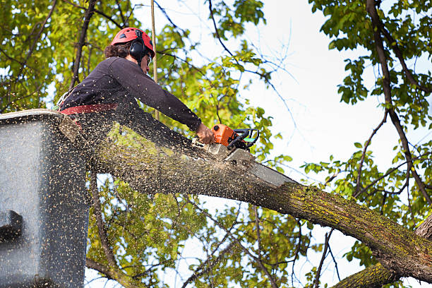 Tree and Shrub Care in Everson, WA